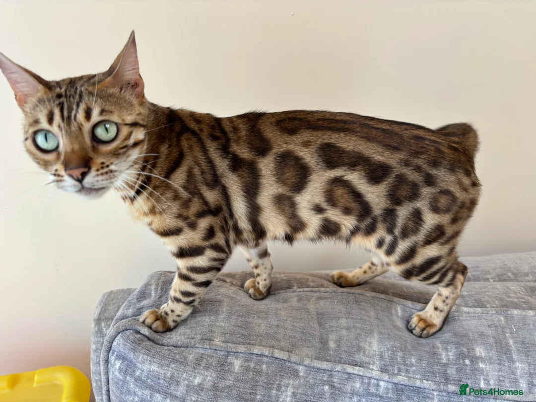 Bengal cats for sale: Beautiful brown rosetted bengal girl - Advert 1