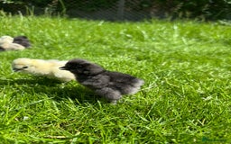 Chickens poultry for sale: Day old pure breed chicks  - Image 7