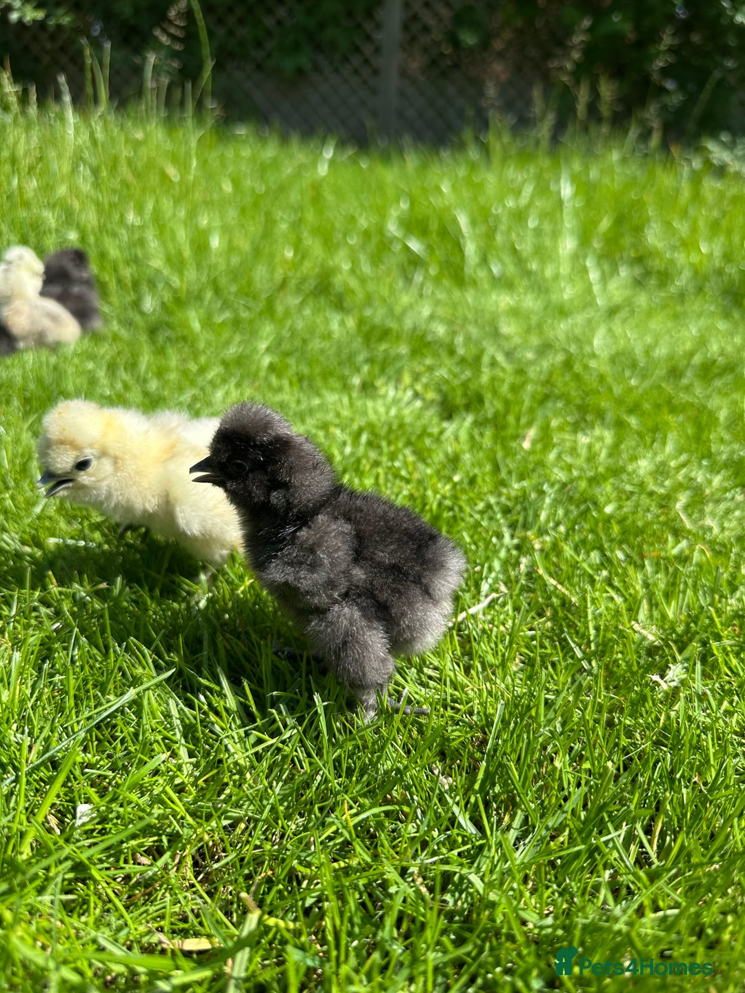 Chickens poultry for sale: Day old pure breed chicks  - Image 7