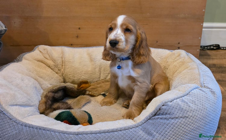 Cocker Spaniel dogs - Advert 11