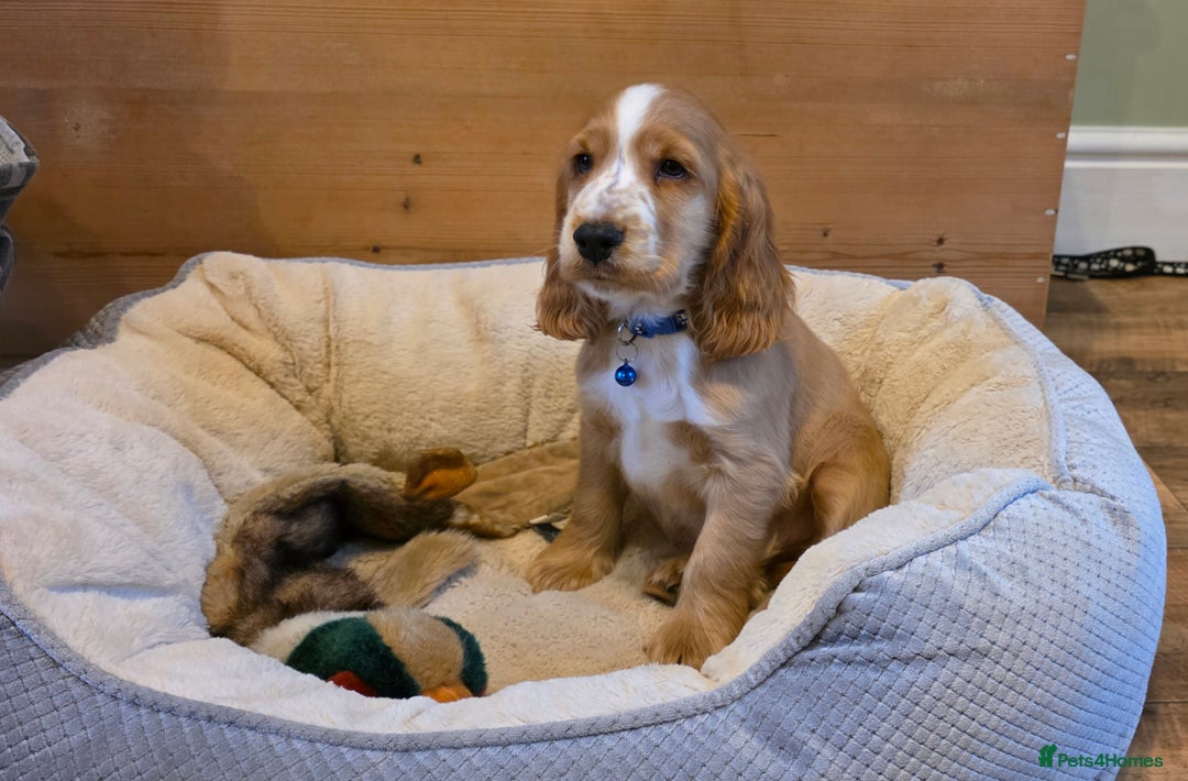 Cocker Spaniel Puppies for sale in Cardiff Pets4Homes