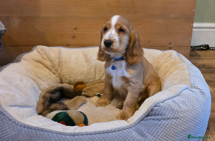 Cocker Spaniel dogs - Advert 11