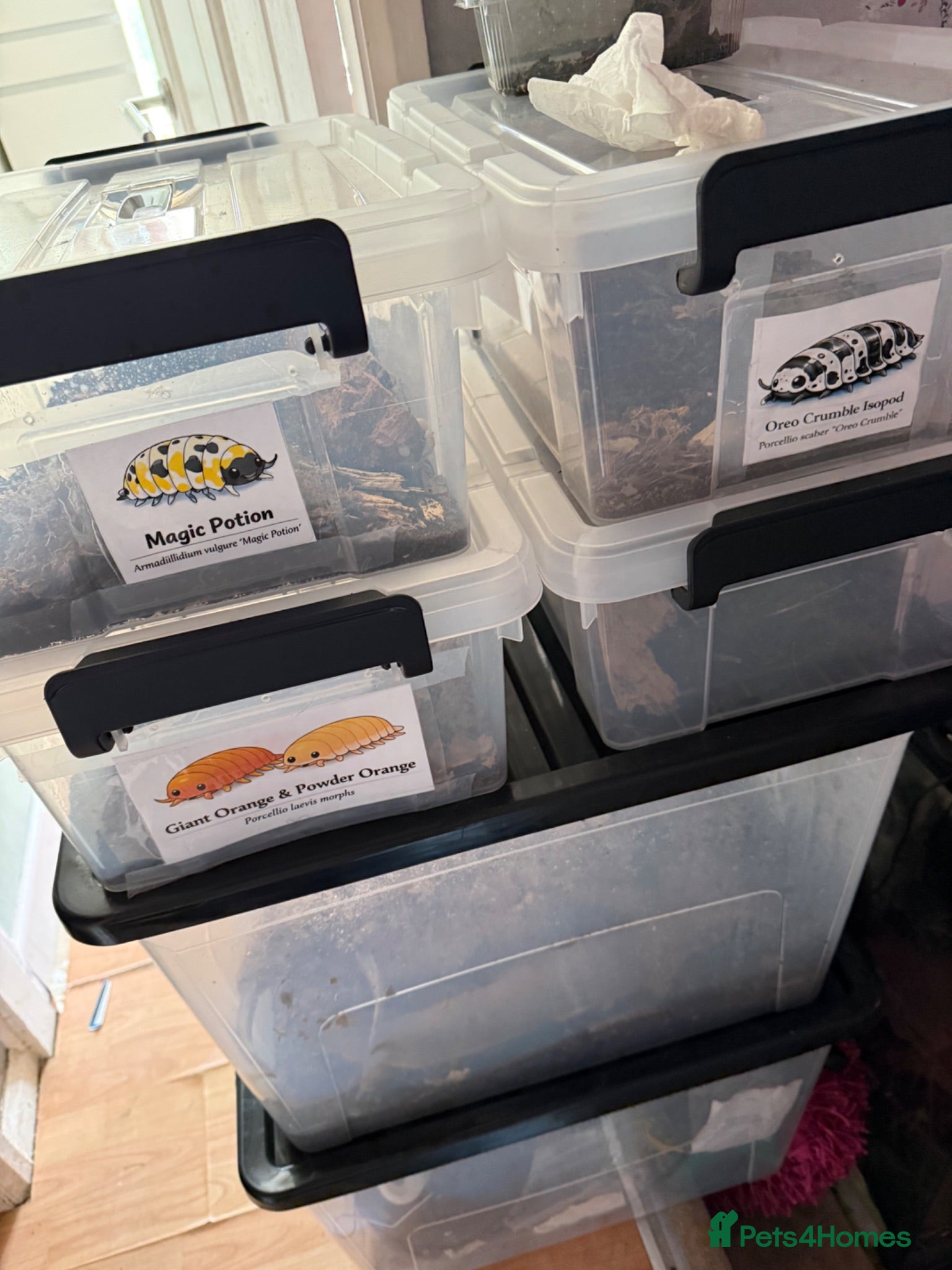 Isopods invertebrates Lots of Mixed isopods  - Advert 15