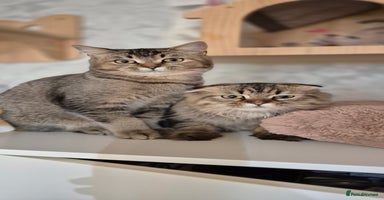 Scottish Fold cats - Advert 3