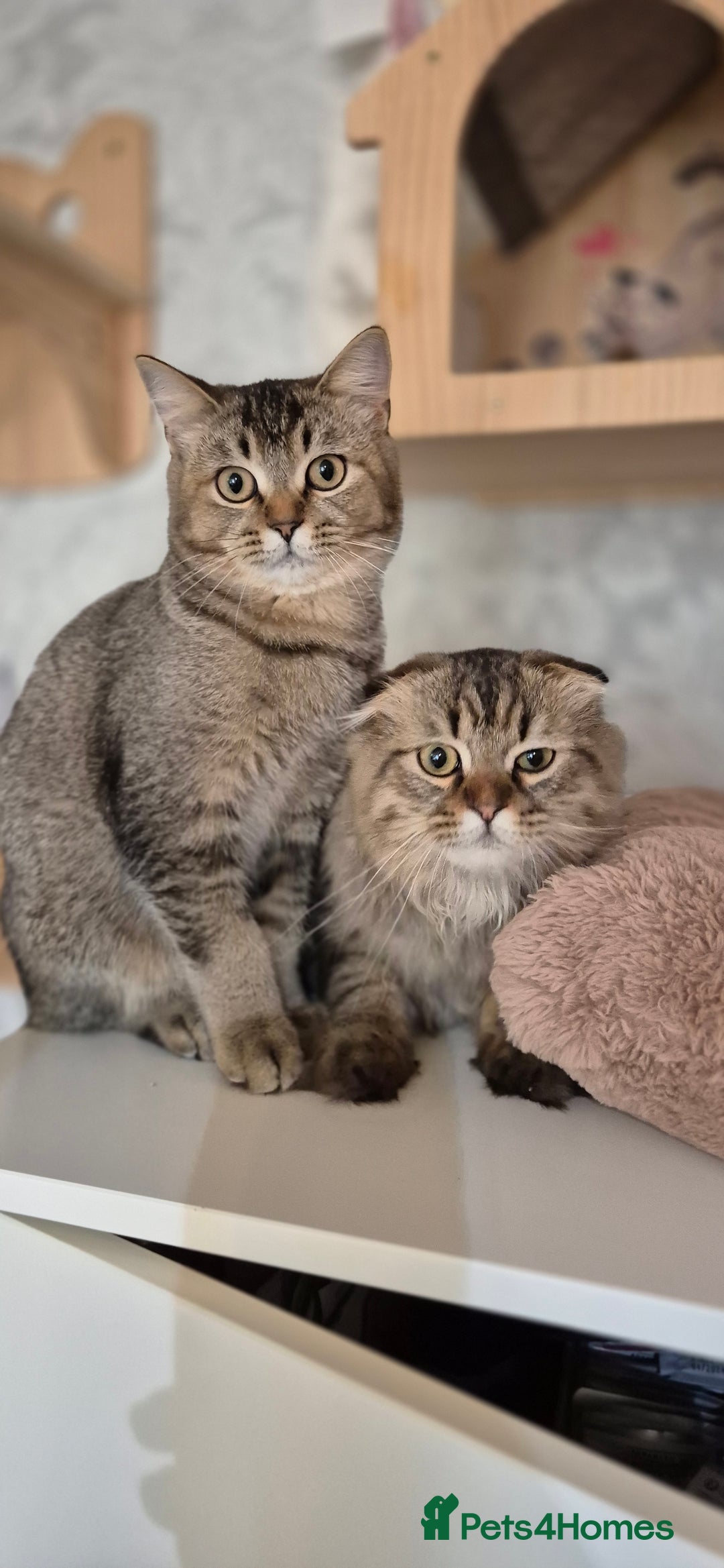 Scottish Fold cats for sale: Full pedigree! TICA registered Scottish Fold - Image 1