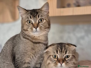 Scottish Fold cats - Advert 1