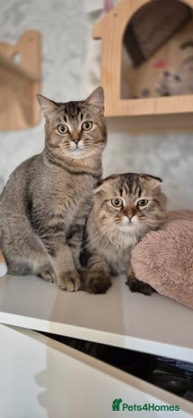 Scottish Fold cats - Advert 4