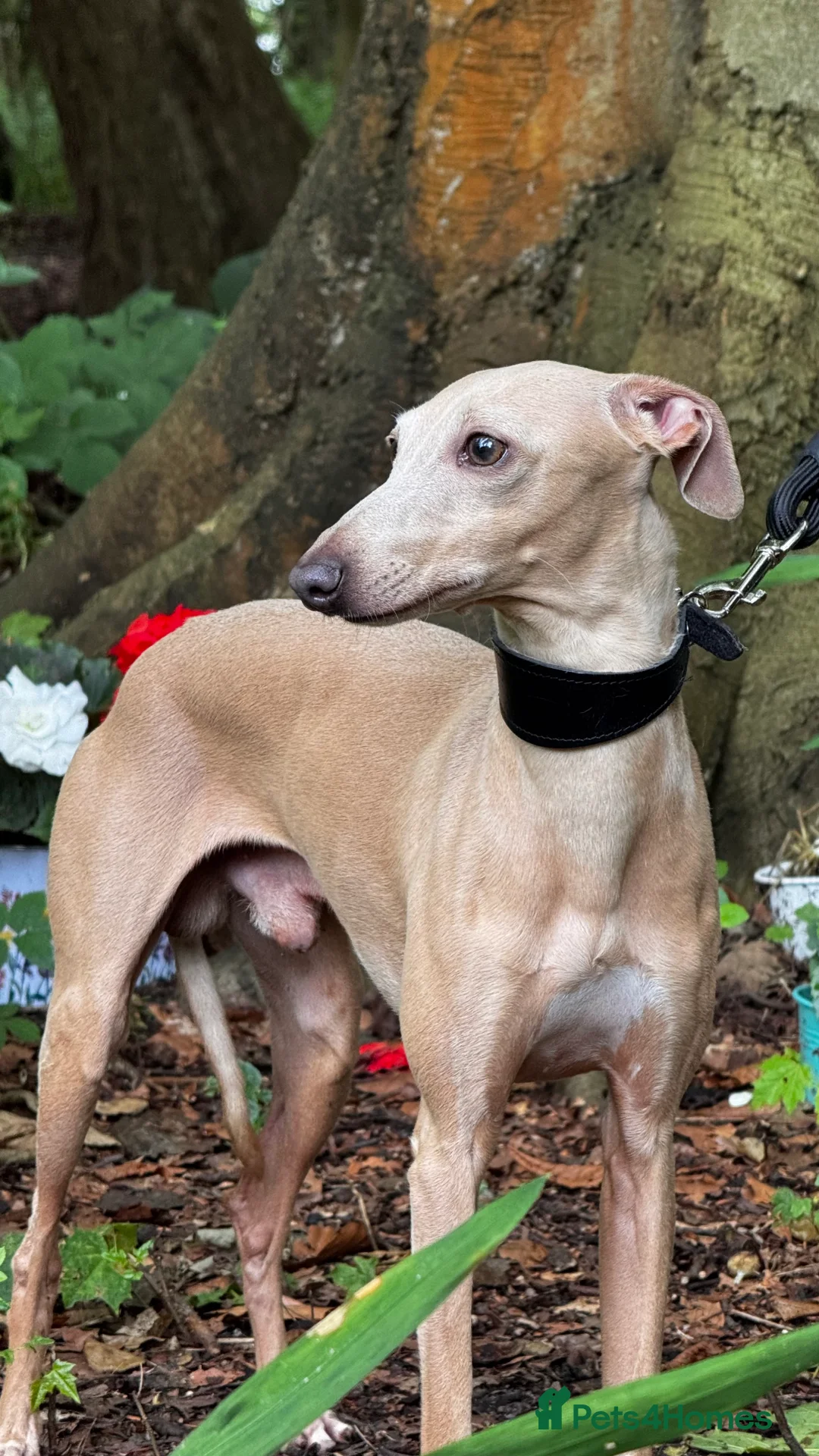Italian Greyhound dogs for stud: Romeo italian greyhound Russian Import for stud  in Liverpool - Advert 7