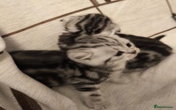 Scottish Fold cats for sale: Silver Tabby Scottish Fold Kittens: Rare&Stunning - Image 9