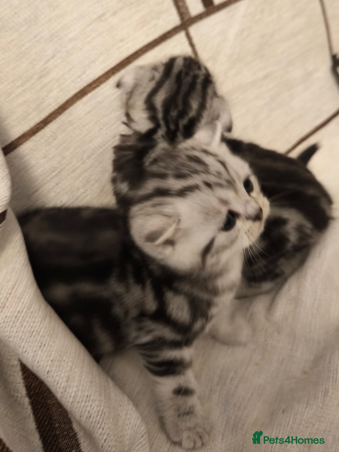 Scottish Fold cats for sale: Silver Tabby Scottish Fold Kittens: Rare&Stunning - Image 9
