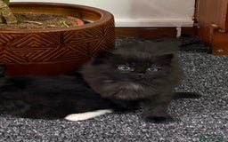 Mixed Breed cats for sale: Beautiful Fluffy Black Female Kitten  - Image 5