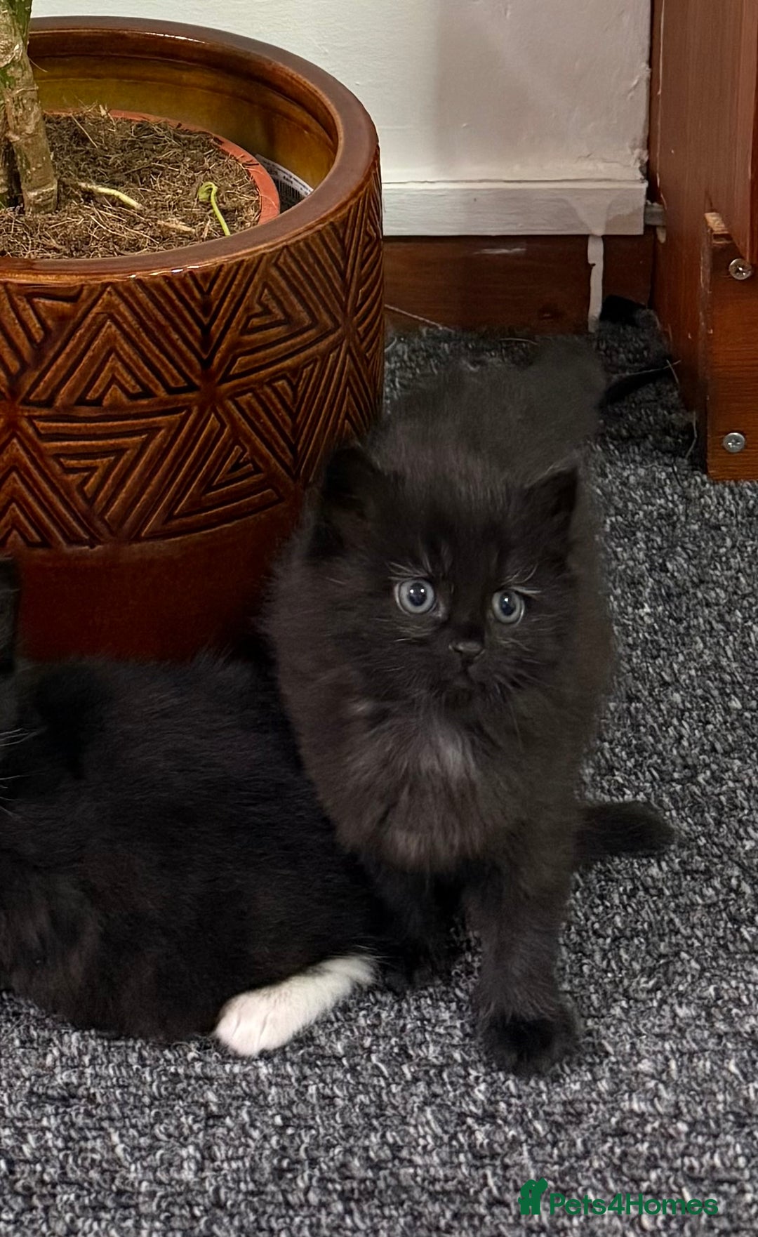Mixed Breed cats for sale: Beautiful Fluffy Black Female Kitten  - Image 5