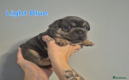 French Bulldog dogs for sale: Beautiful KC French bull dog puppies - Image 9