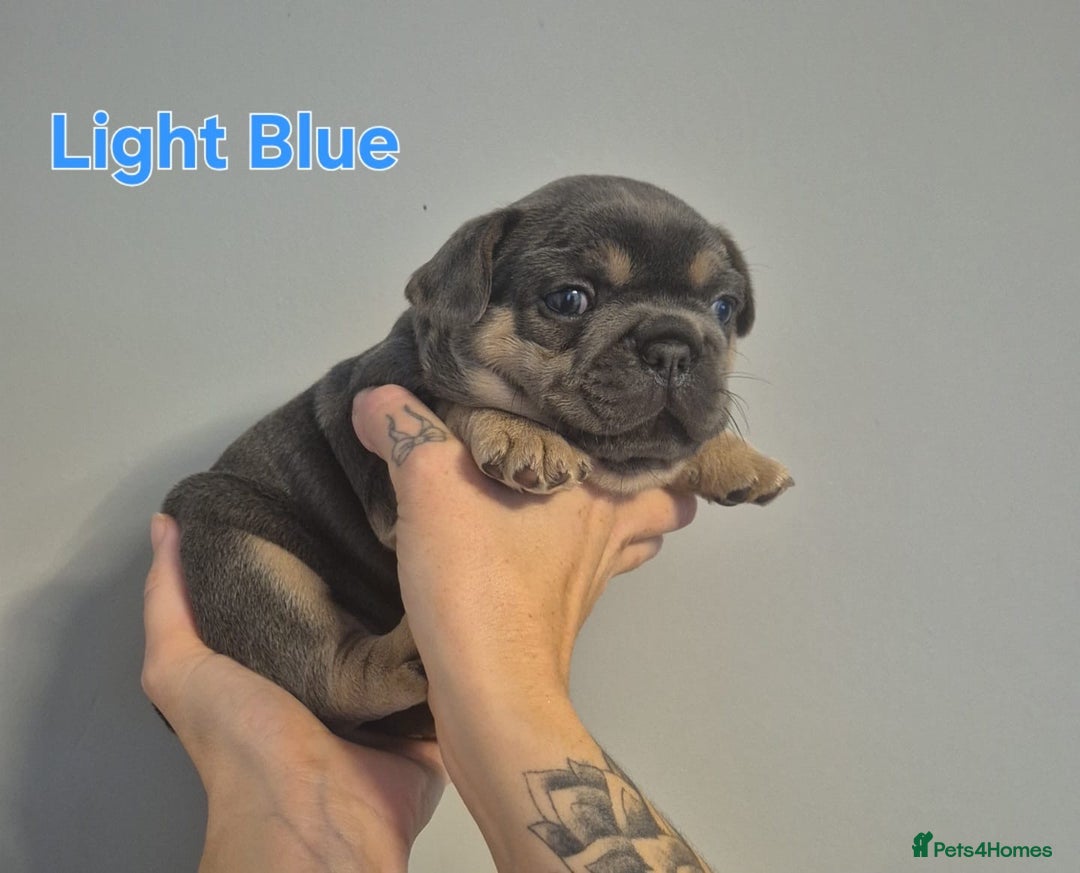 French Bulldog dogs for sale: Beautiful KC French bull dog puppies - Image 9