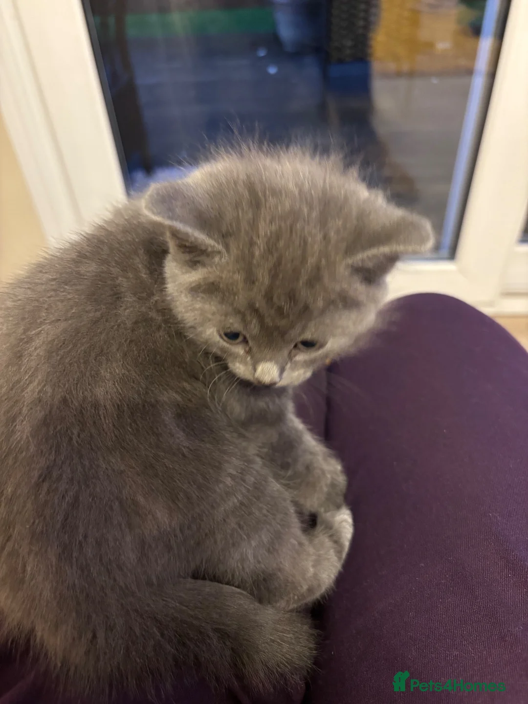British Shorthair cats for sale: Grey British short hair beautiful kittens - Advert 2