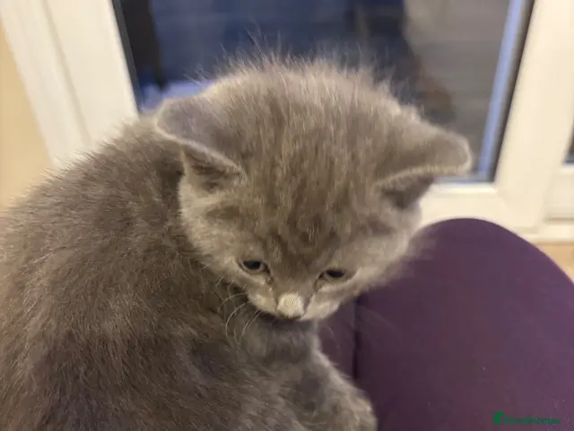 British Shorthair cats for sale: Grey British short hair beautiful kittens - Advert 7