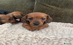 Miniature Dachshund dogs for sale: 2 Beautiful Red/Brown Miniature Dachshunds in Epsom - Image 2