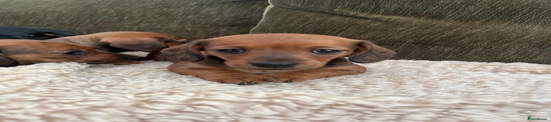 Female Puppy
