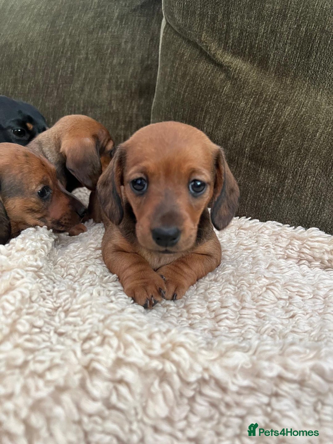 Miniature Dachshund dogs for sale: 2 Beautiful Red/Brown Miniature Dachshunds in Epsom - Image 2