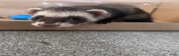 Ferret rodents for sale: Blondie and blackie  - Advert 2