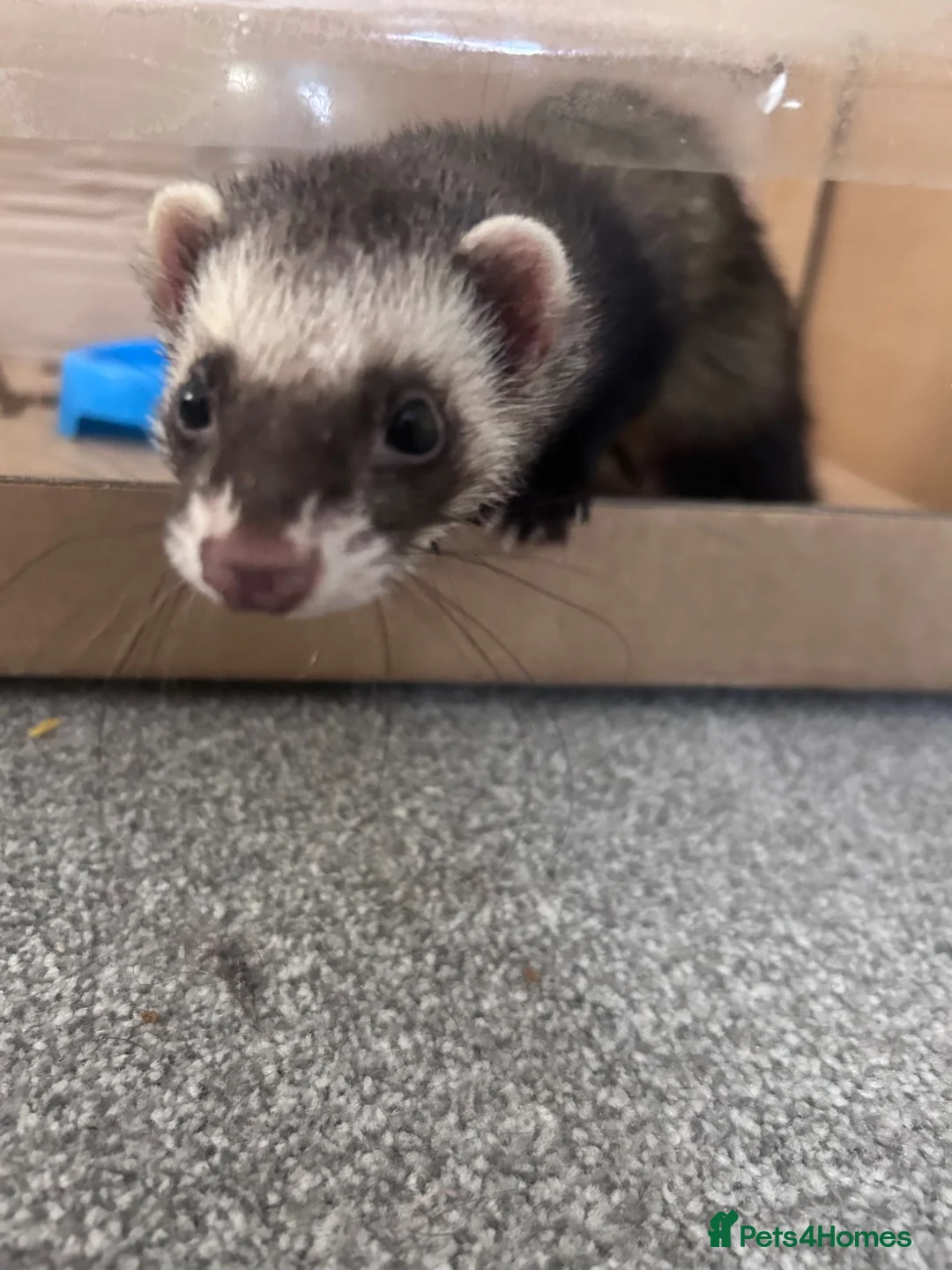 Ferret rodents for sale: Blondie and blackie  - Advert 2