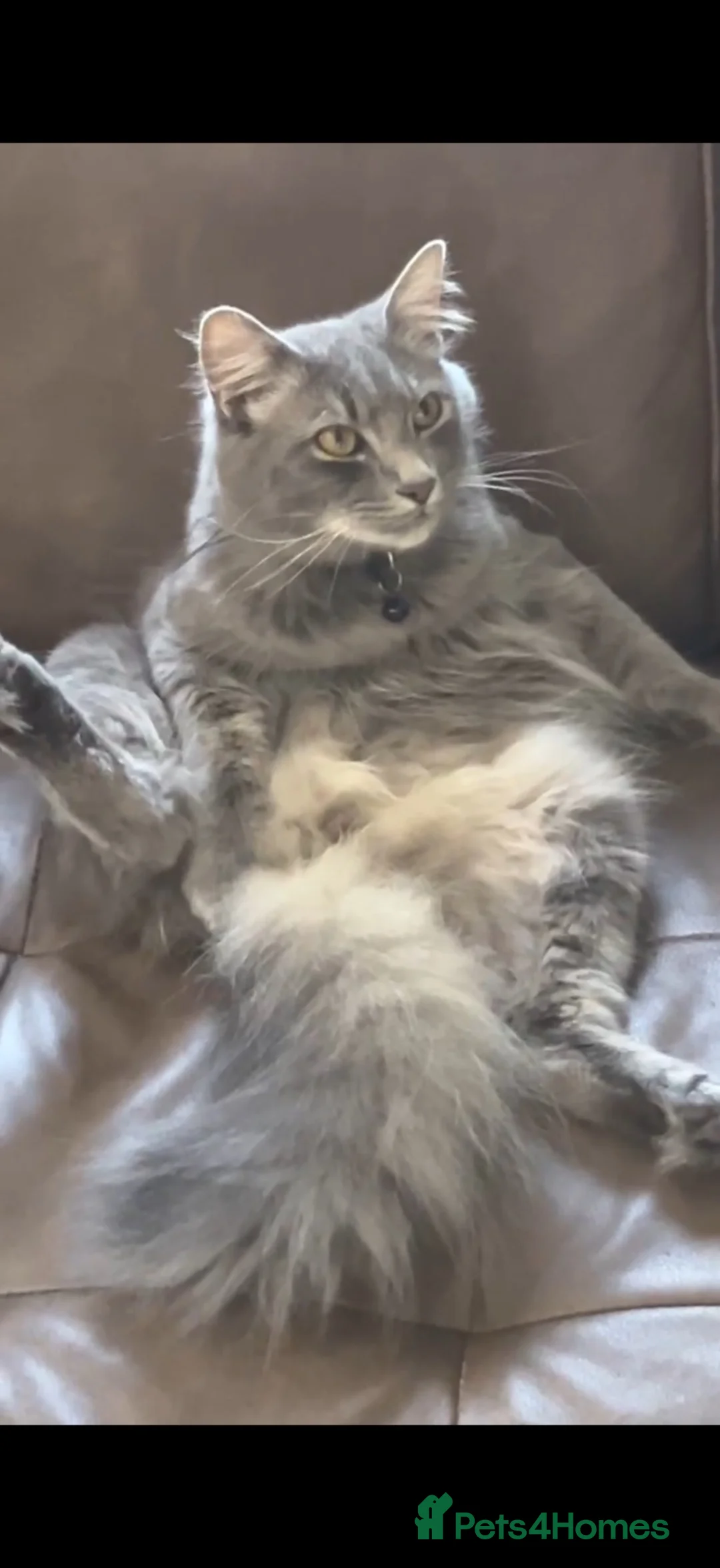 Maine Coon cats for sale: Maine coon boy 🤍 - Advert 2