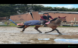 English Thoroughbred horses for sale: X2 safe stunning geldings alrounders - Image 1