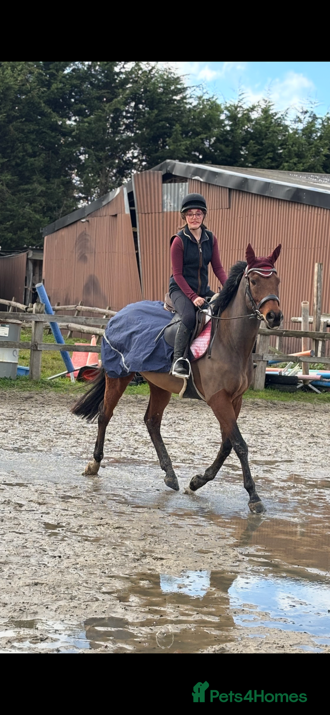 English Thoroughbred horses for sale: X2 safe stunning geldings alrounders - Image 1