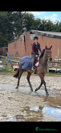 English Thoroughbred horses - Advert 1