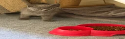 British Shorthair cats for sale:     British Shorthair Kittens  - Advert 4