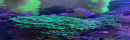 Goldfish fish for sale: reef marine fish tank  - Advert 30