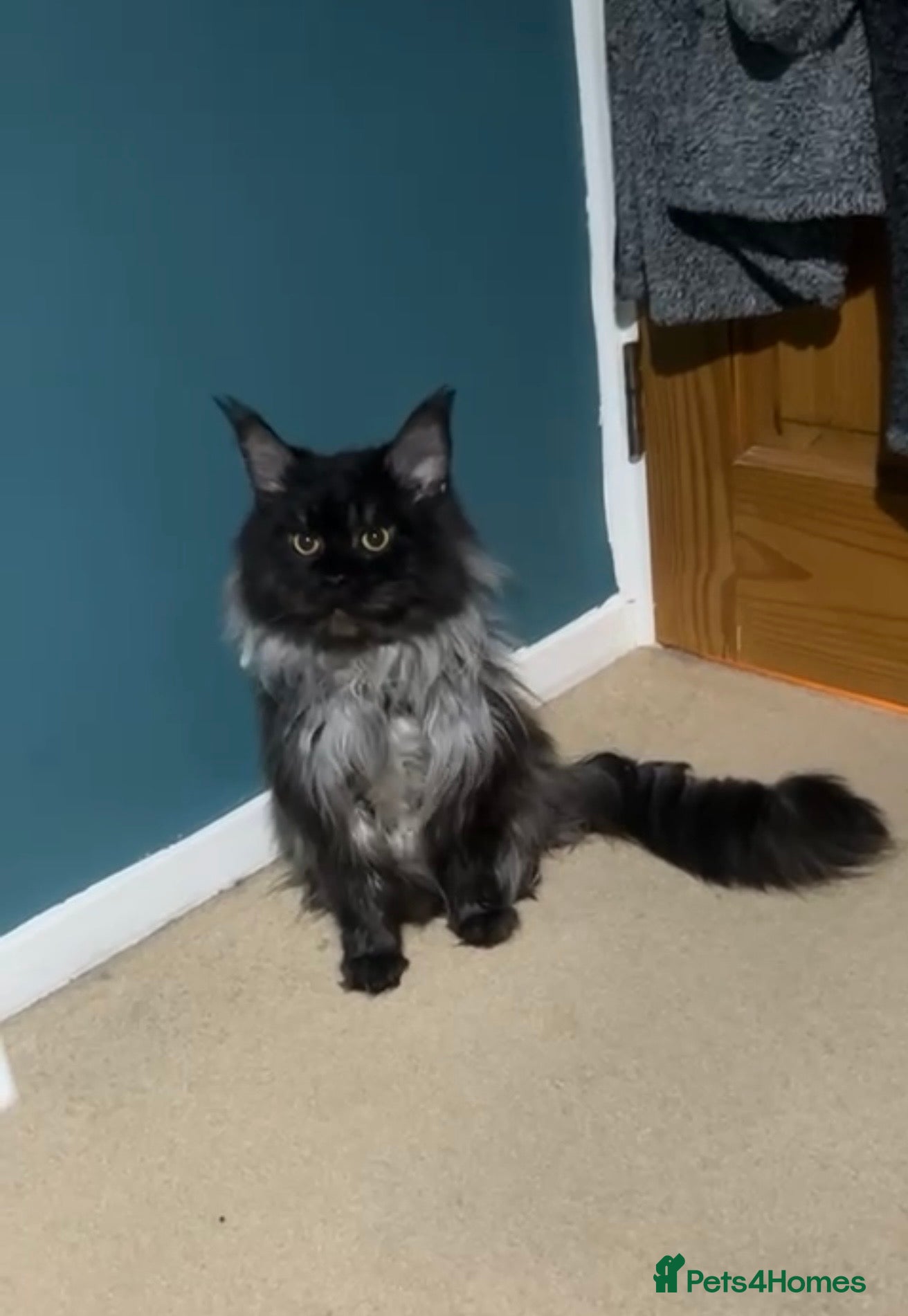 Maine Coon cats Maine coon kittens  - Advert 12
