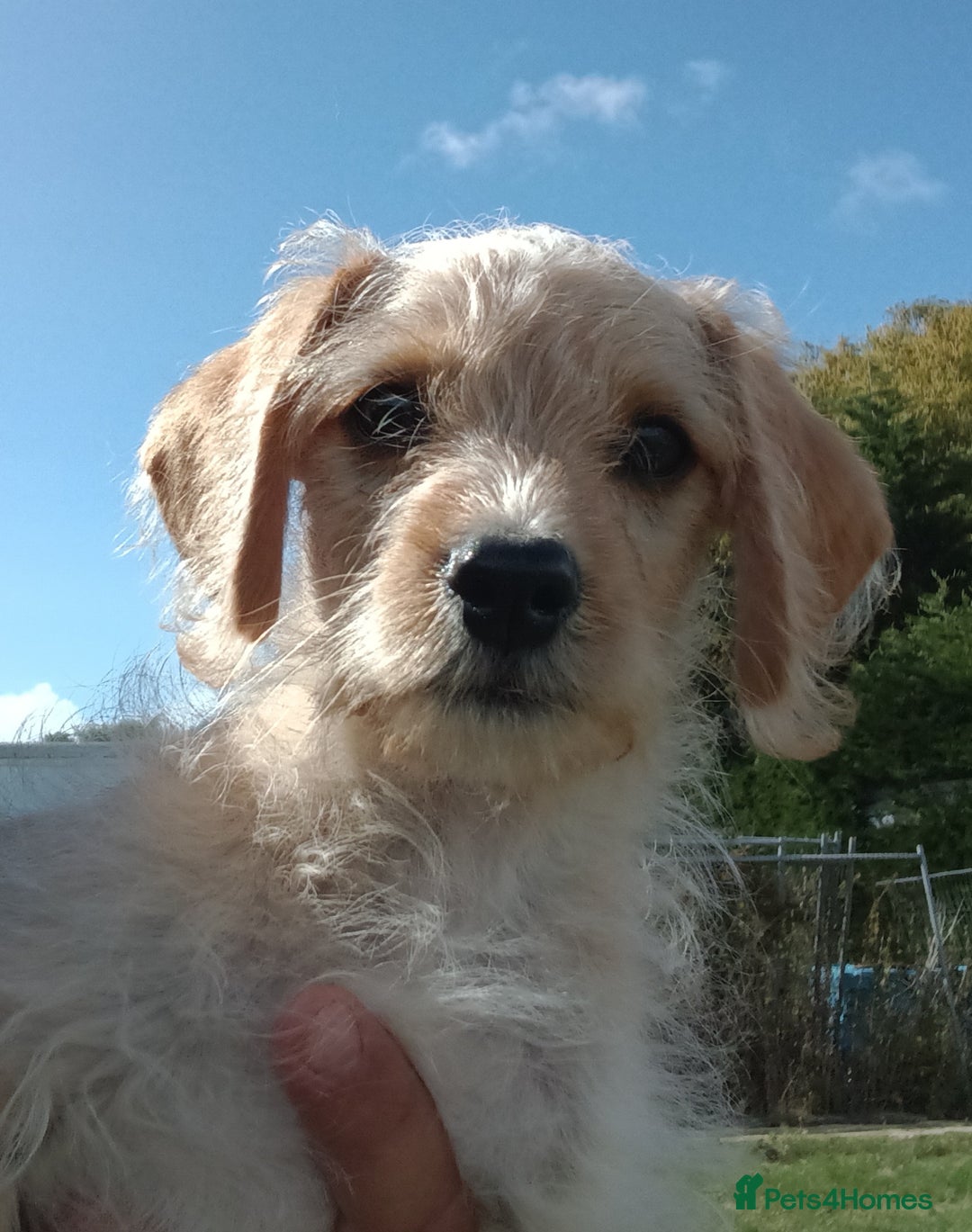 Jackapoo dogs for sale: Golden Male Jack-A-Poo Puppy - Image 9