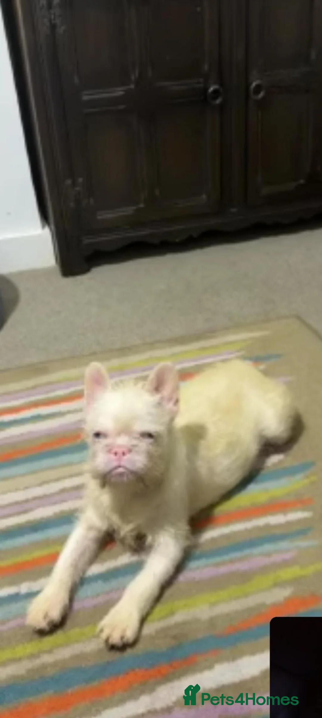 French Bulldog dogs for sale: Koi wirehair French bulldog  - Advert 4