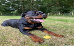 Rottweiler dogs for stud: ROTTWEILER AVAILABLE FOR STUD  - Image 2