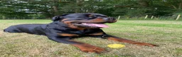 Rottweiler dogs for stud: ROTTWEILER AVAILABLE FOR STUD  - Advert 2