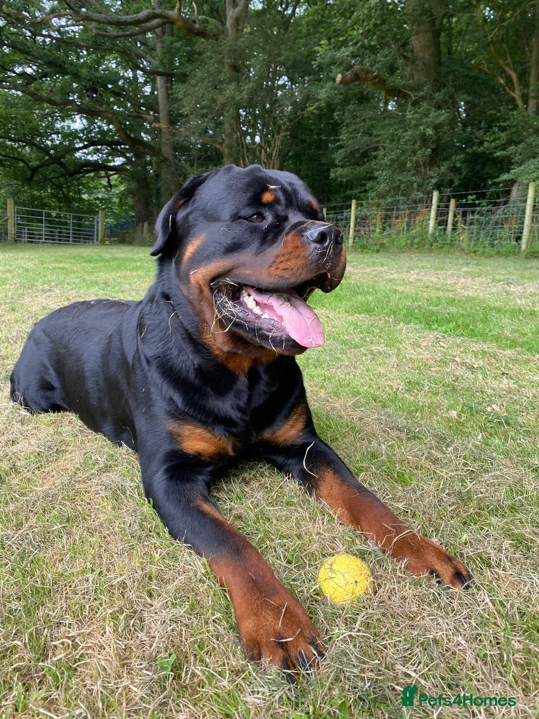 Rottweiler dogs for stud: ROTTWEILER AVAILABLE FOR STUD  - Advert 2