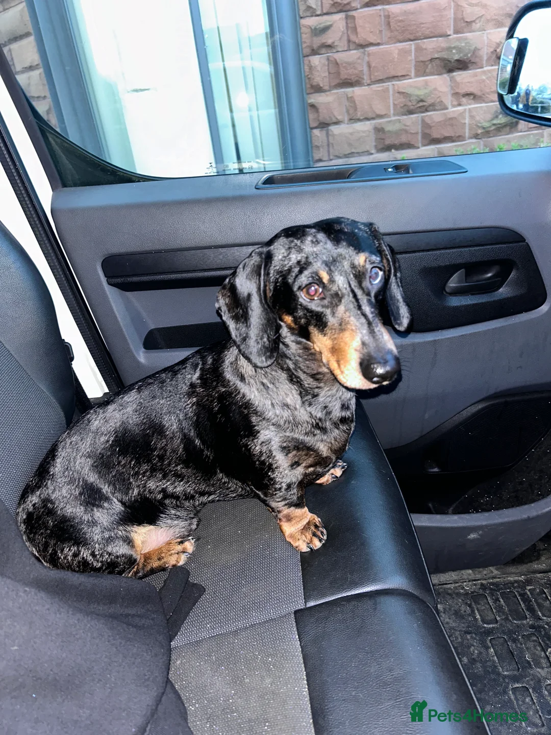 Miniature Dachshund dogs for stud: Miniature dapple (blue eyes) dachshund for stud in Stockton-on-Tees - Advert 6