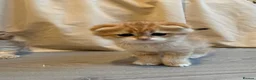 British Shorthair cats for sale: British Shorthair+ Scottish Fold - Advert 11