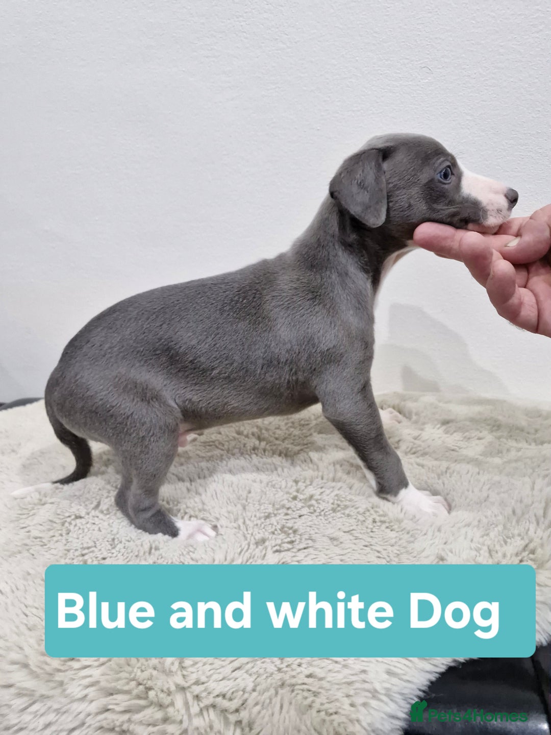 Whippet dogs for sale: KC Reg Whippet Puppies for sale  - Advert 10