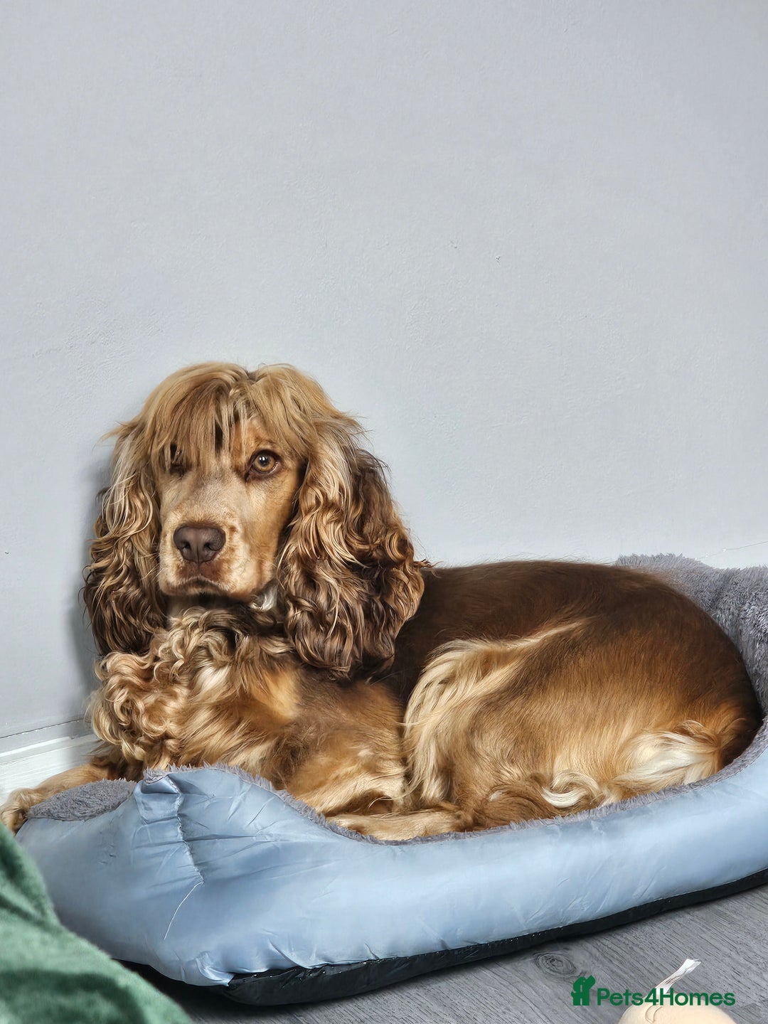 Cocker Spaniel dogs for sale: 1 year old cocker spaniel PLEASE READ! - Image 8
