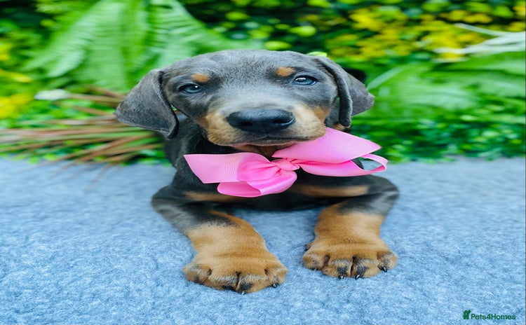 Dobermann dogs - Advert 1
