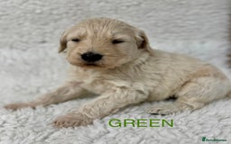 Goldendoodle dogs for sale: 💛F1 Castlecorrie Goldendoodle💛 - Advert 8