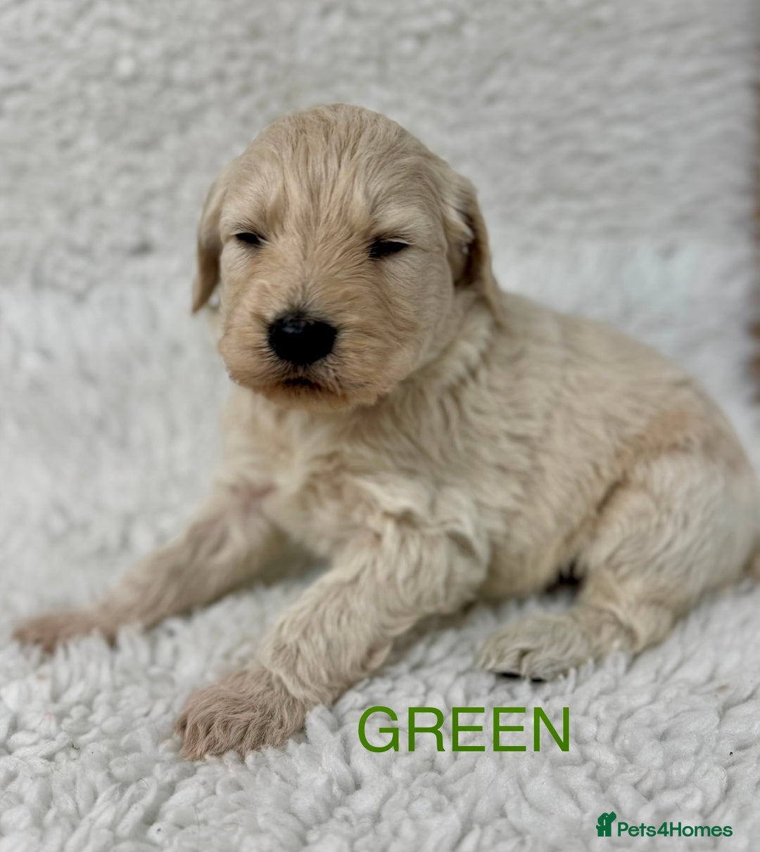 Goldendoodle dogs for sale: 💛F1 Castlecorrie Goldendoodle💛 - Advert 8