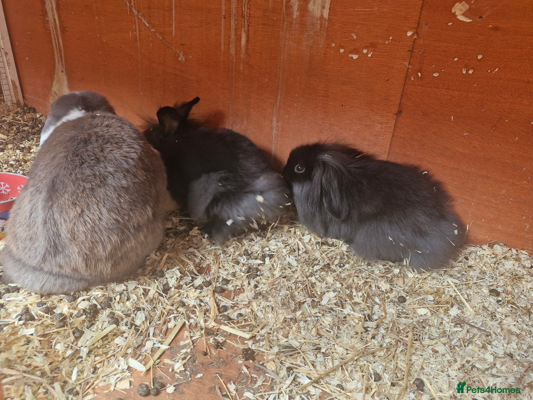 Lionhead rabbits for sale: 2 little sisters looking for their forever home - Image 6