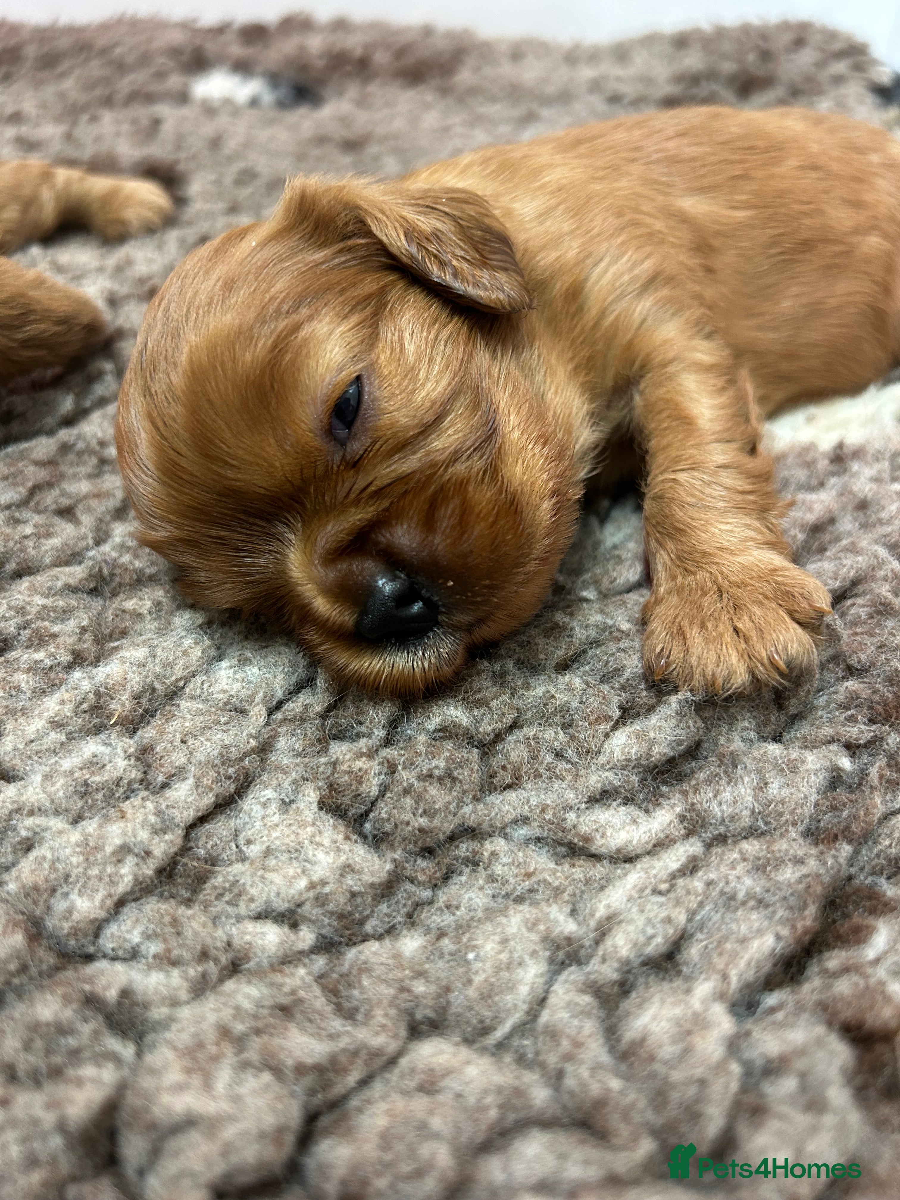 Cavalier King Charles Spaniel dogs Ruby cavalier King Charles 5*breeder - Advert 3