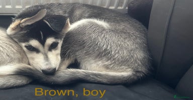 Siberian Husky dogs - Advert 10