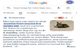 Mini Lop rabbits for sale: Beautiful Mini Lop Babies - 6 to choose from  - Image 34