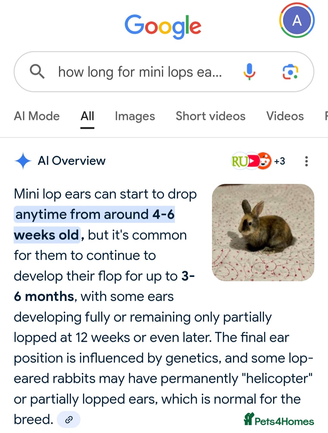Mini Lop rabbits for sale: Beautiful Mini Lop Babies - 6 to choose from  - Image 34