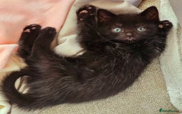 British Shorthair cats for sale: Black and tuxedo baby kittens in Bicester - Image 30